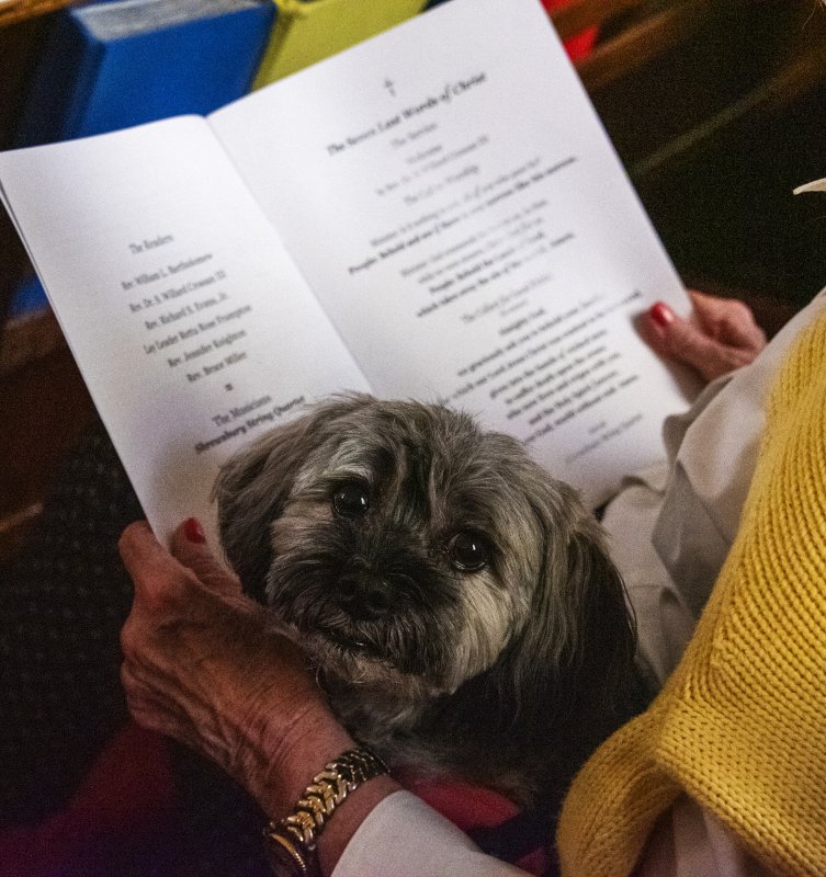 A sweet pup rests while waiting for the music to begin.